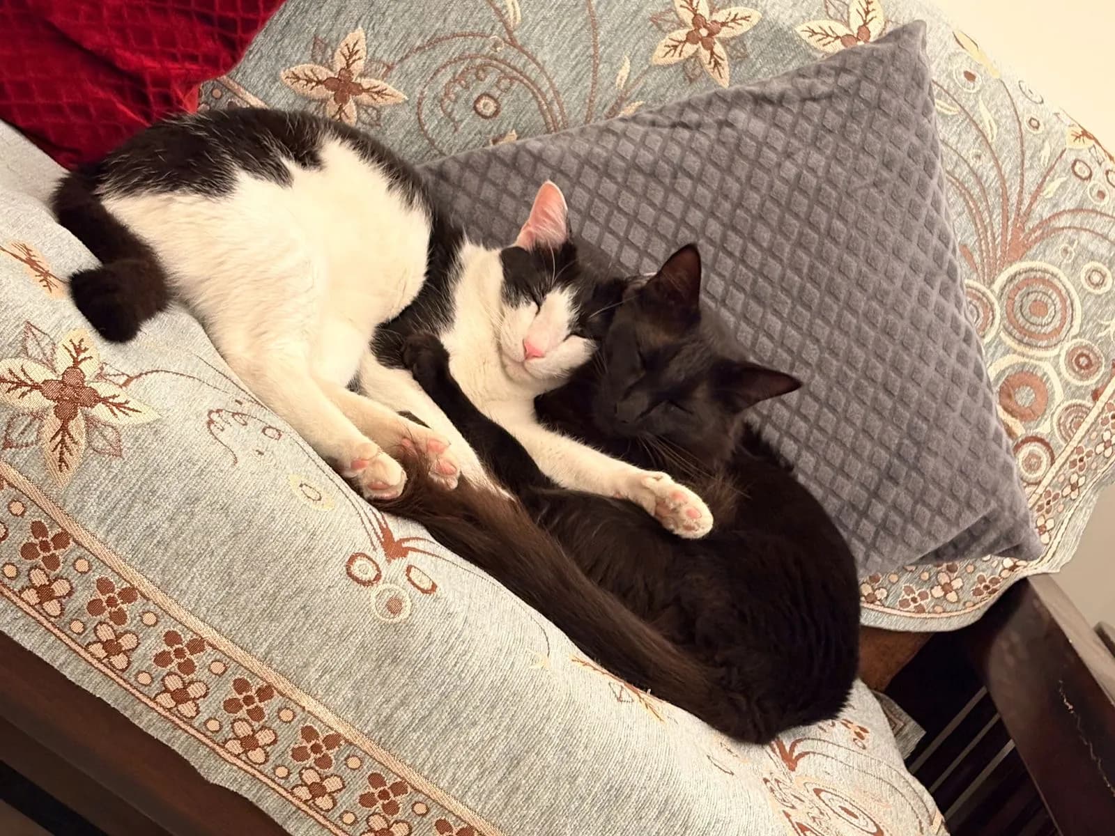 Adult Zoro and Bunny cuddled closely on a sofa