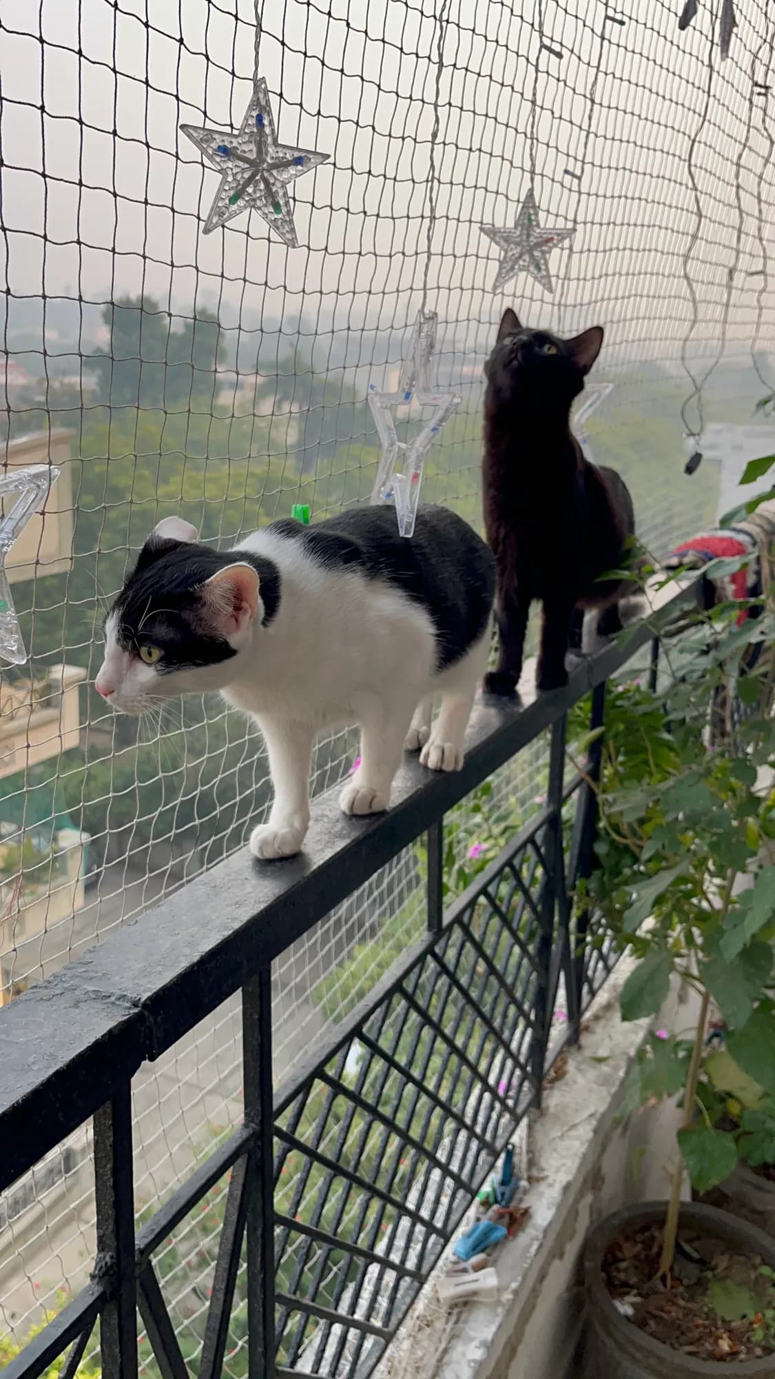 Zoro and Bunny exploring their protected balcony together