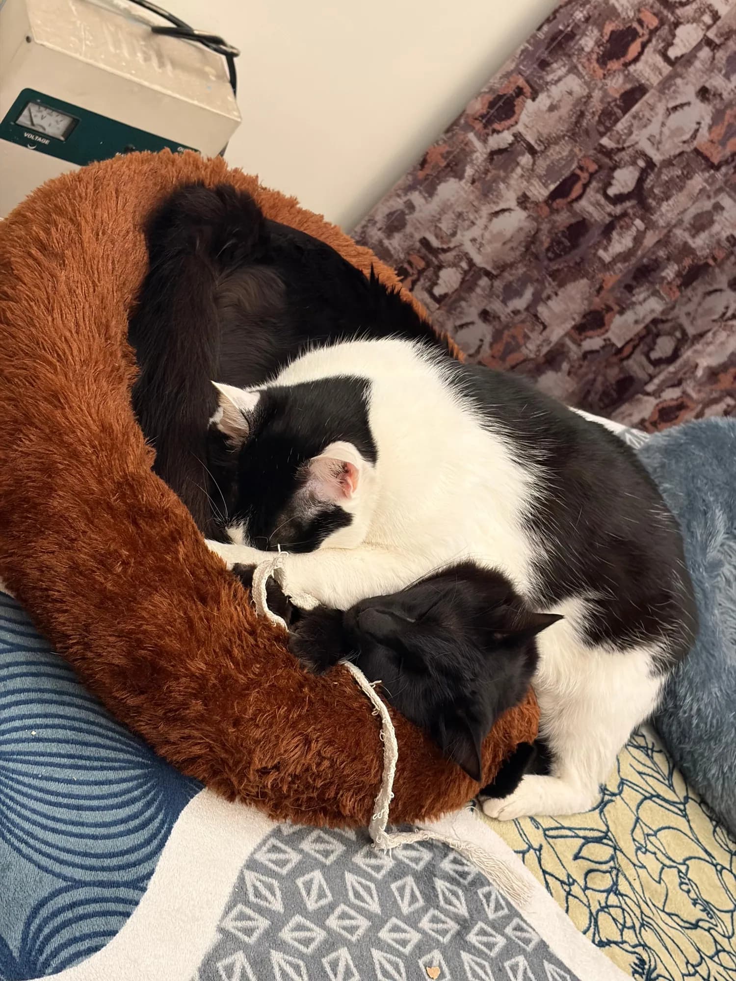 Zoro and Bunny settling together in their round bed
