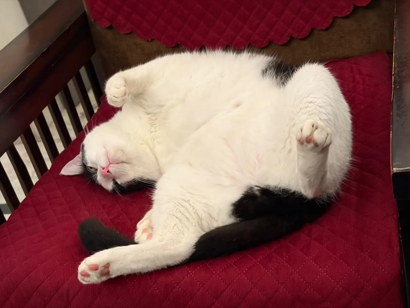 Bunny sleeping belly-up on a red chair