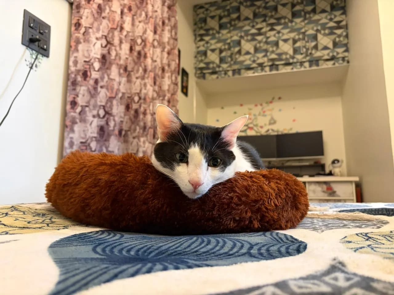 Bunny resting proudly on a round plush cushion