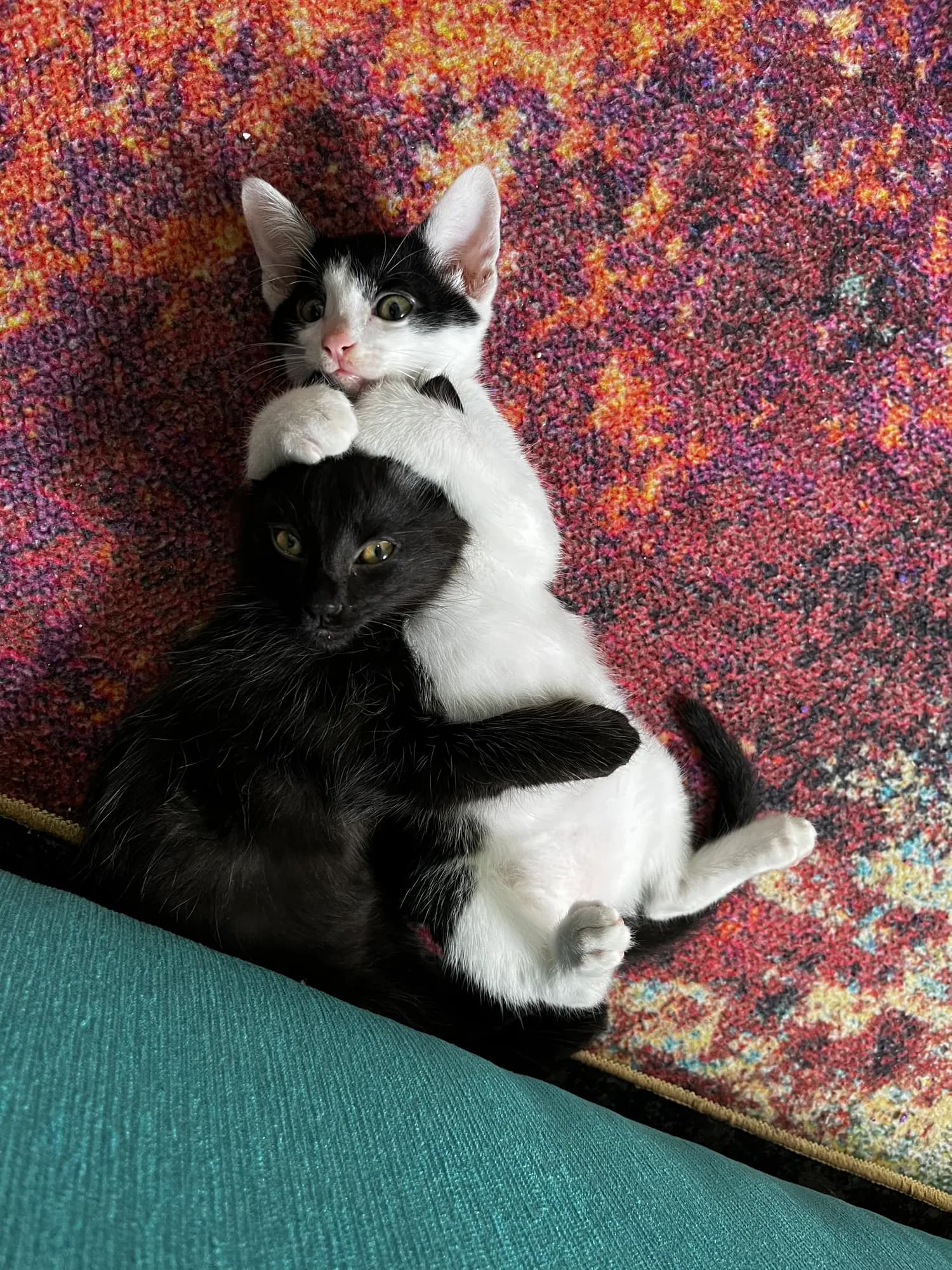 Young Bunny wrapping both paws around Zoro
