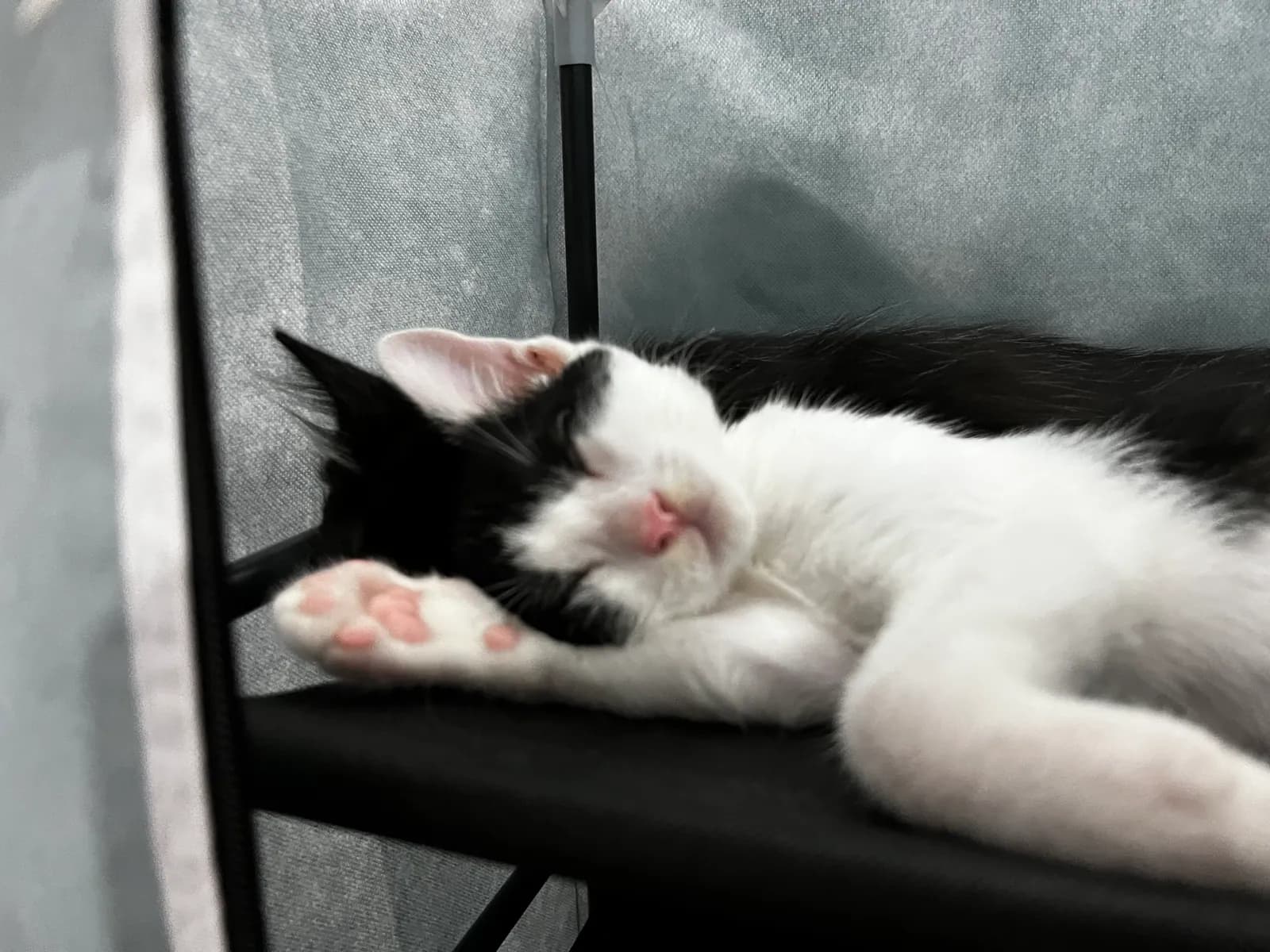 Bunny asleep across a chair as a kitten