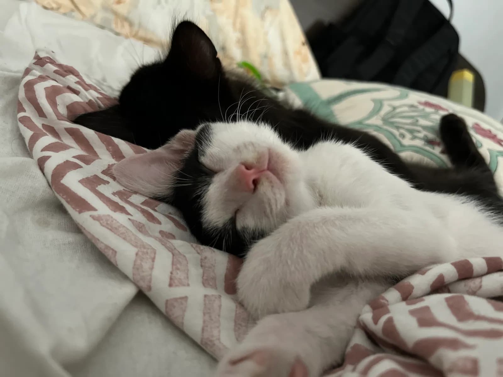 Bunny sleeping with paws tucked close