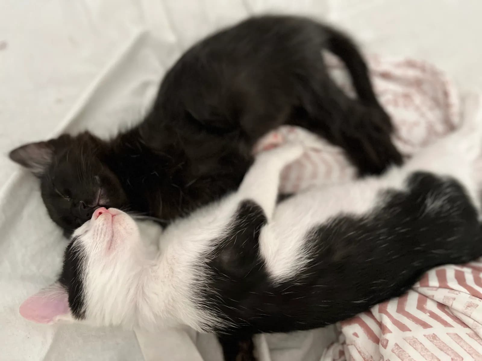 Zoro and Bunny resting beside one another