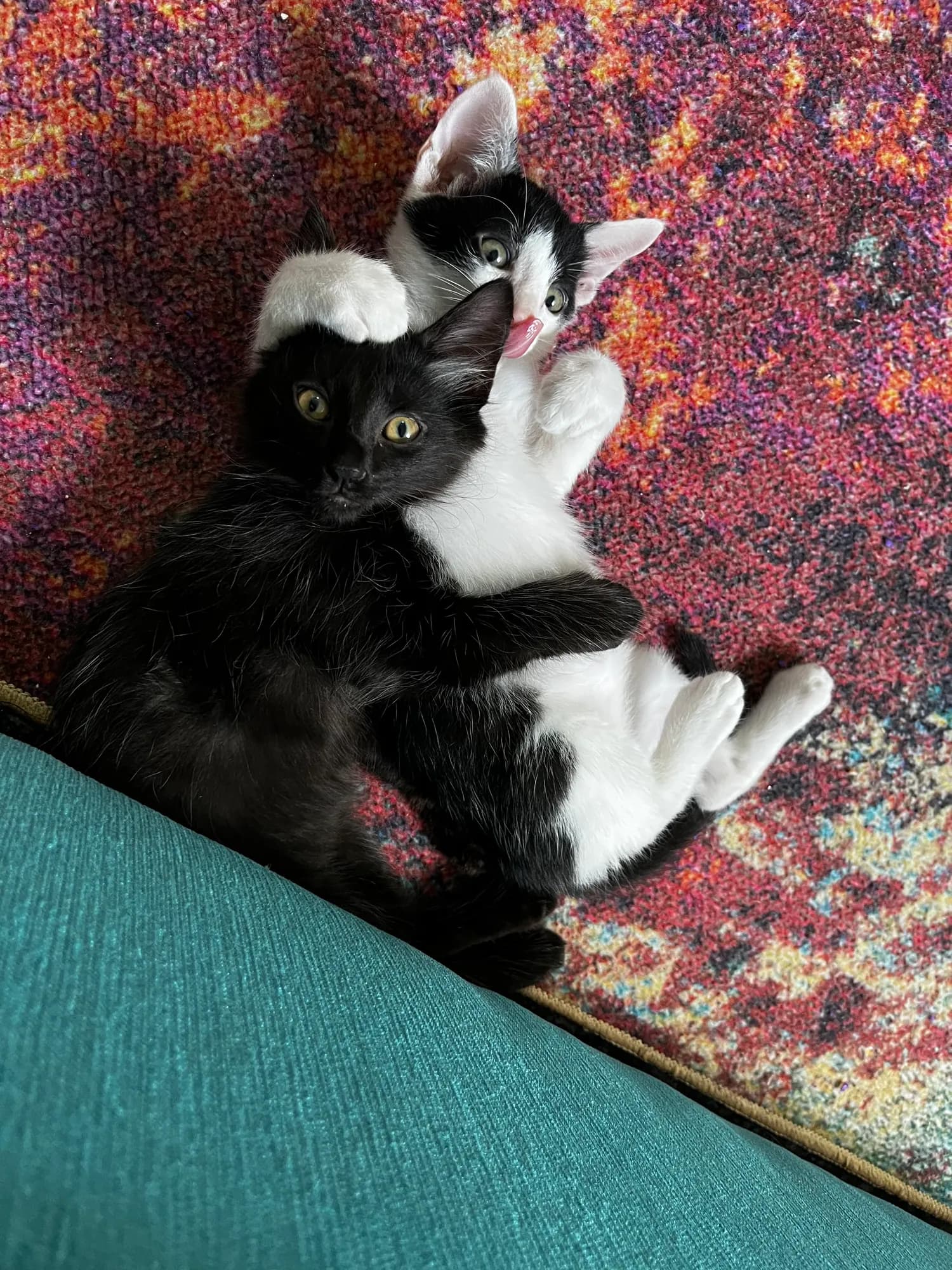 Zoro and Bunny playing together as kittens