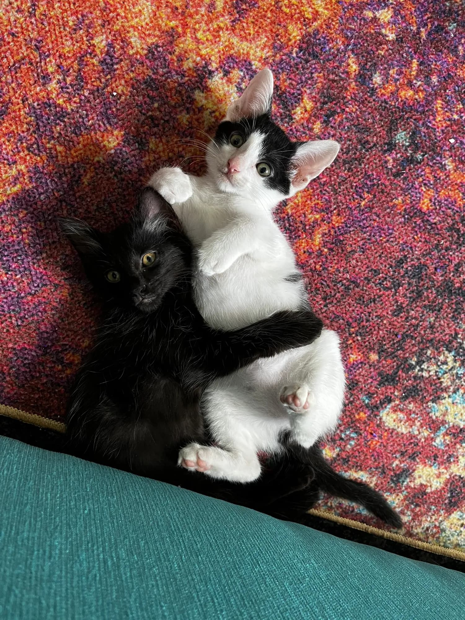 Bunny and Zoro lying together on a colourful rug