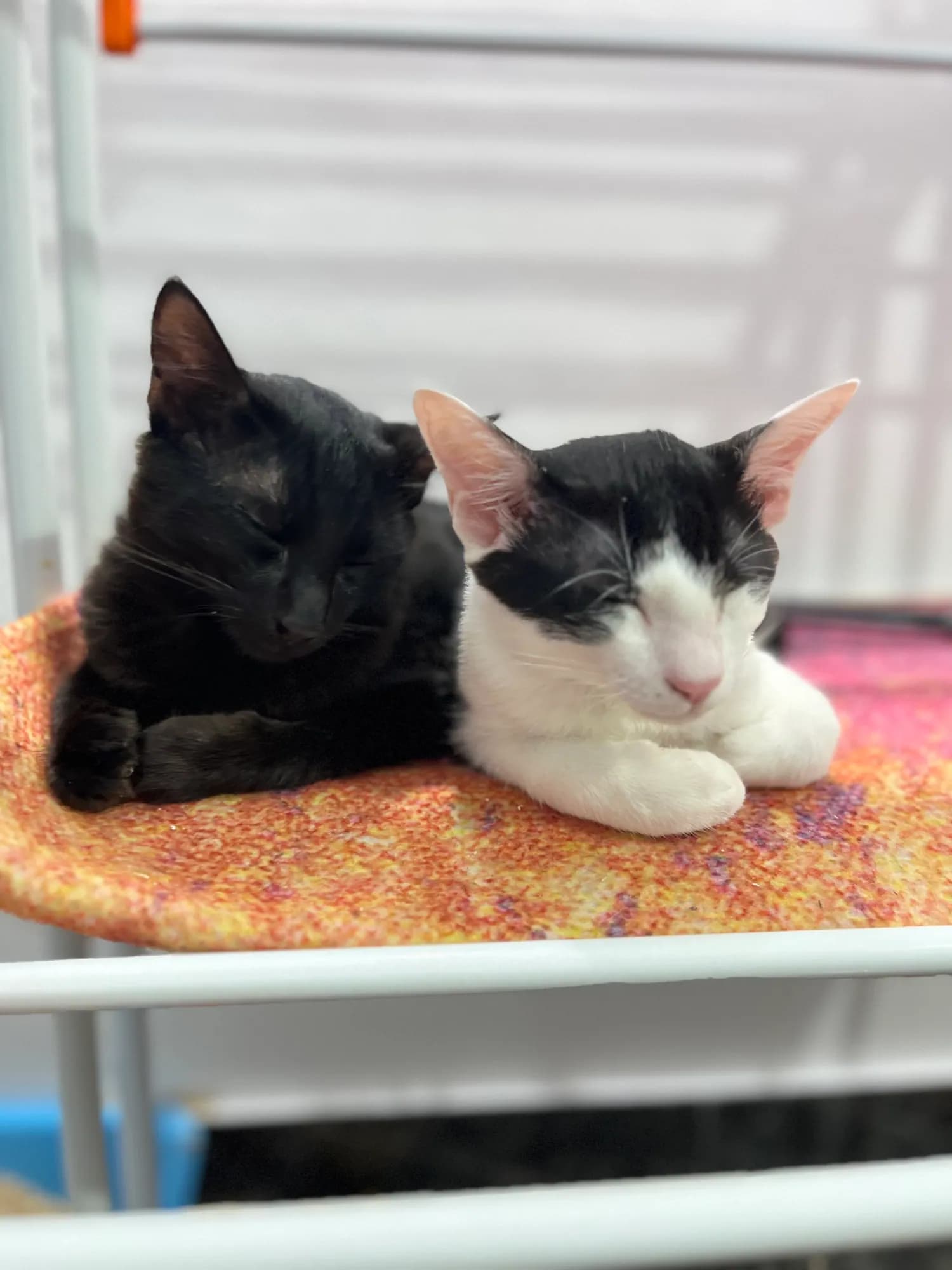 Zoro and Bunny together as adults, looking toward the camera