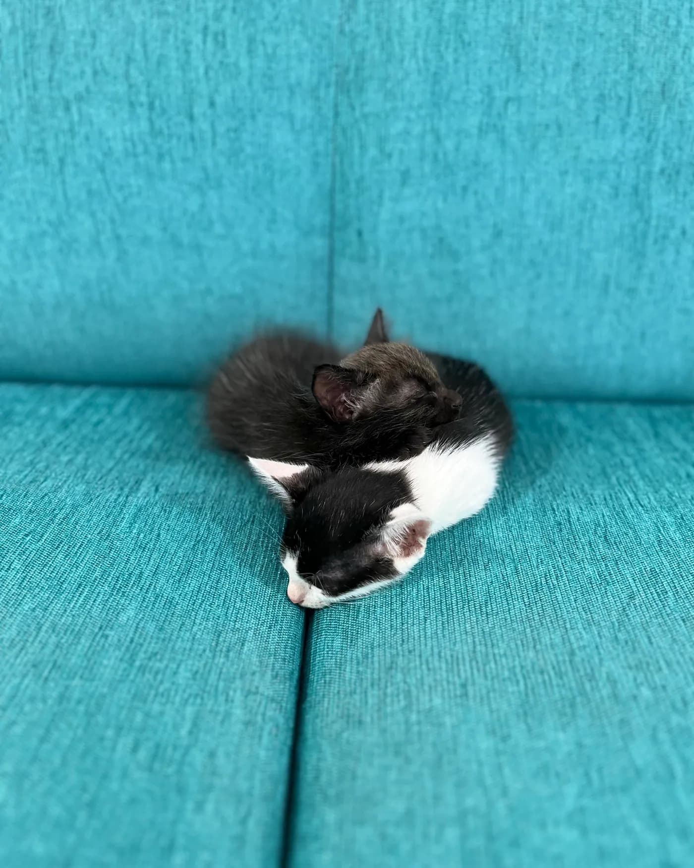 Zoro and Bunny as tiny kittens sleeping together at the centre of a blue sofa