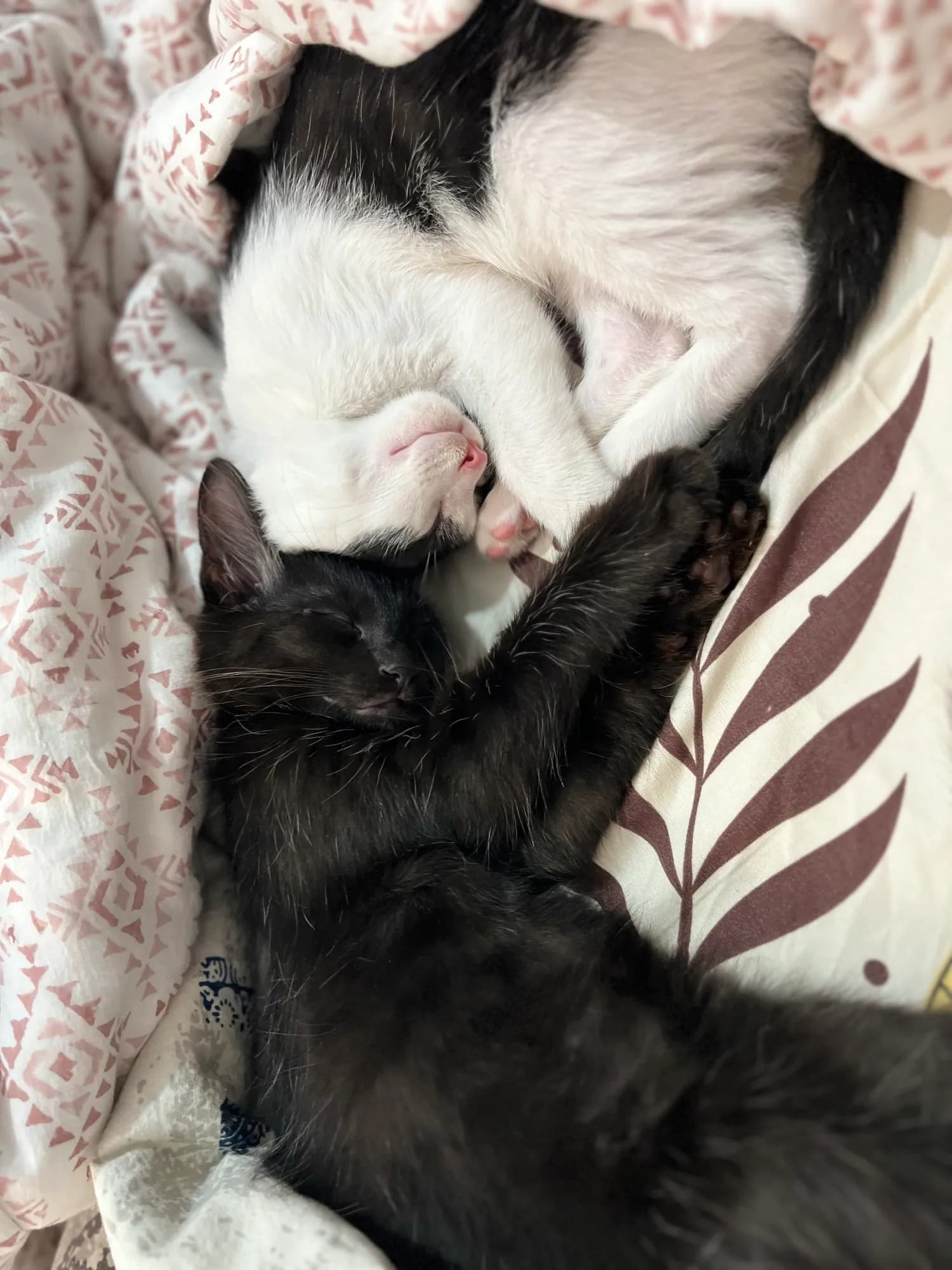 Zoro and Bunny curled together under a blanket