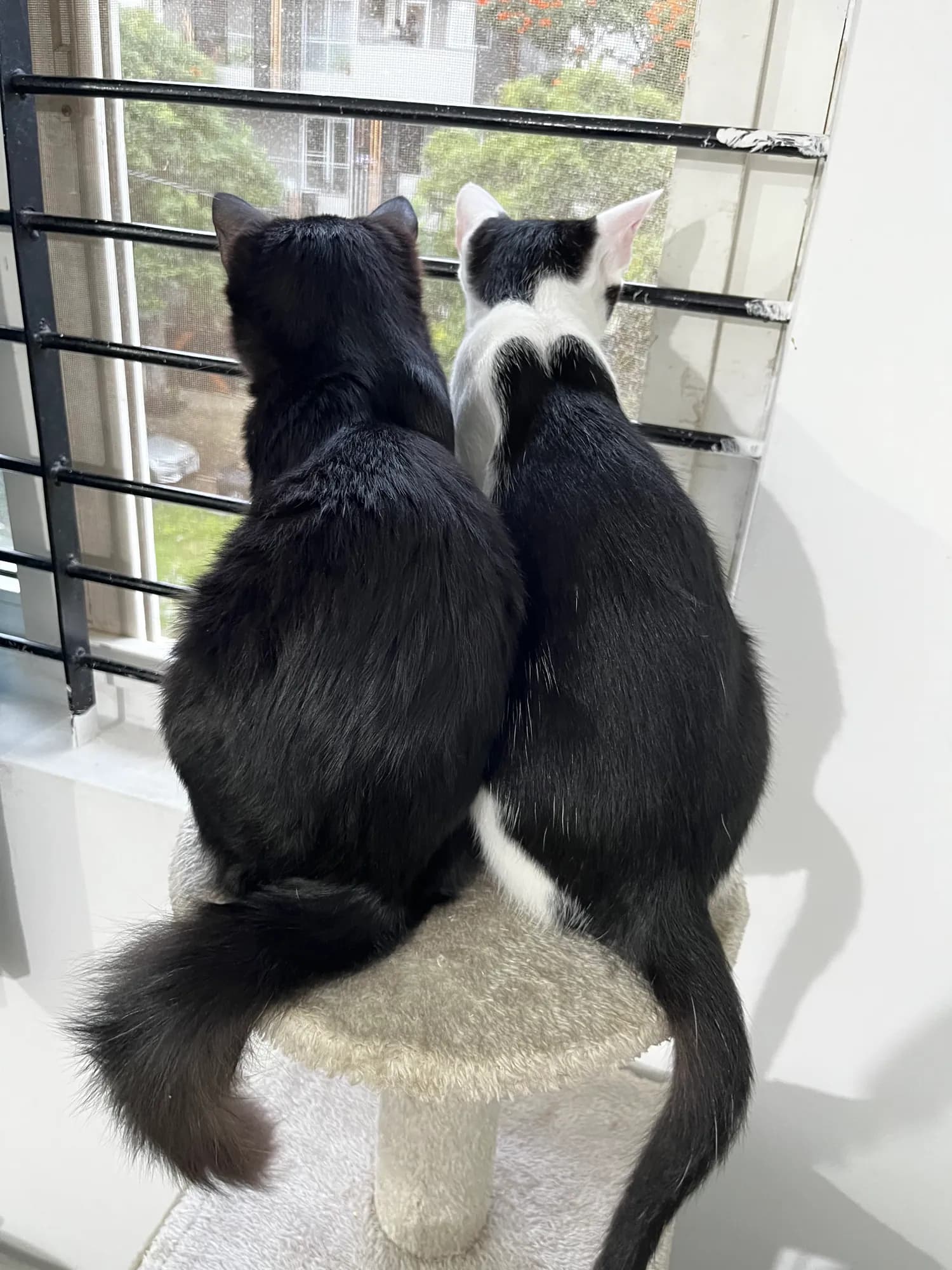 Zoro and Bunny sitting shoulder to shoulder at a window